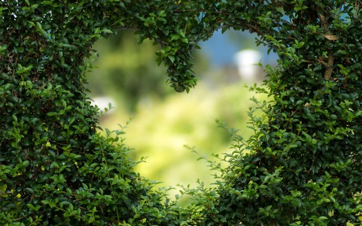 صور رومانسية للعشاق  Heart Green Leaves Wallpaper حب وغرام