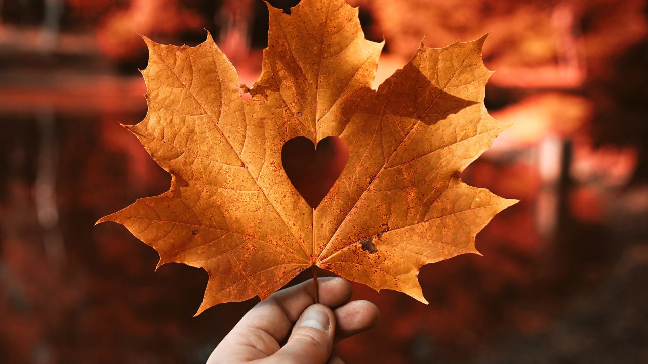 Love heart, Autumn leaf, 4K