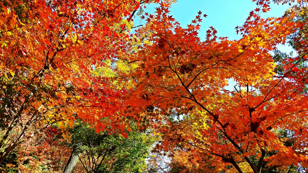 الصورة عالية الدقة المجانية لكوريا ، الخريف ، الشجرة ، الأوراق ، النبات ، عريضة الأوراق المعتدلة والمختلطة