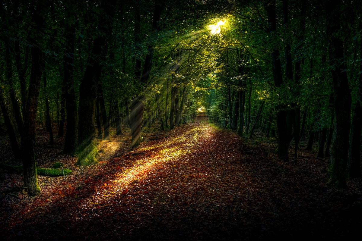 الصورة عالية الدقة المجانية للمشهد الطبيعي ، الشجرة ، الطبيعة ، الغابة ، المسار ، العشب ، الضوء ، السماء ، الليل ، s
