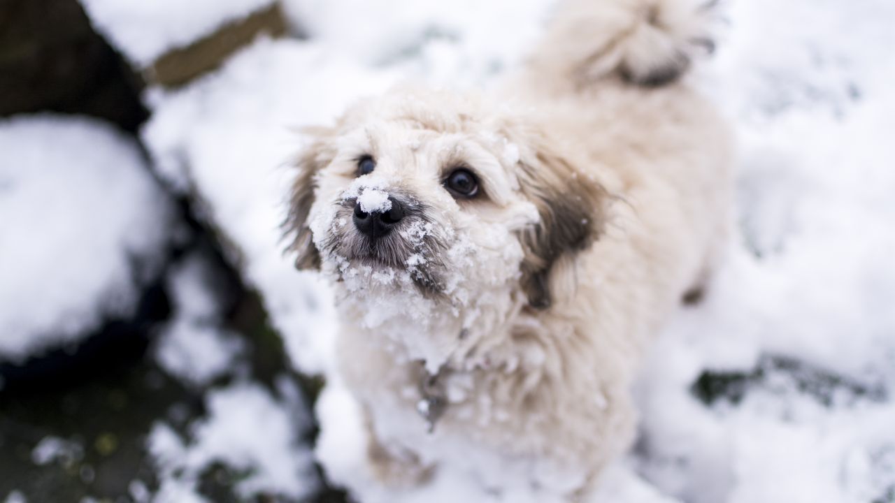 Cute dog, Puppy, Snow, Winter, 5K