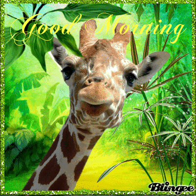Giraffe Good Morning Gif