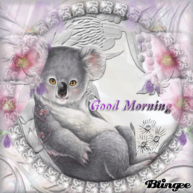 Good Morning Koala