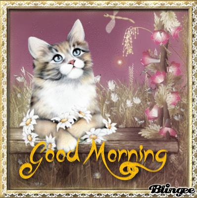 Kitten Good Morning Image Gif