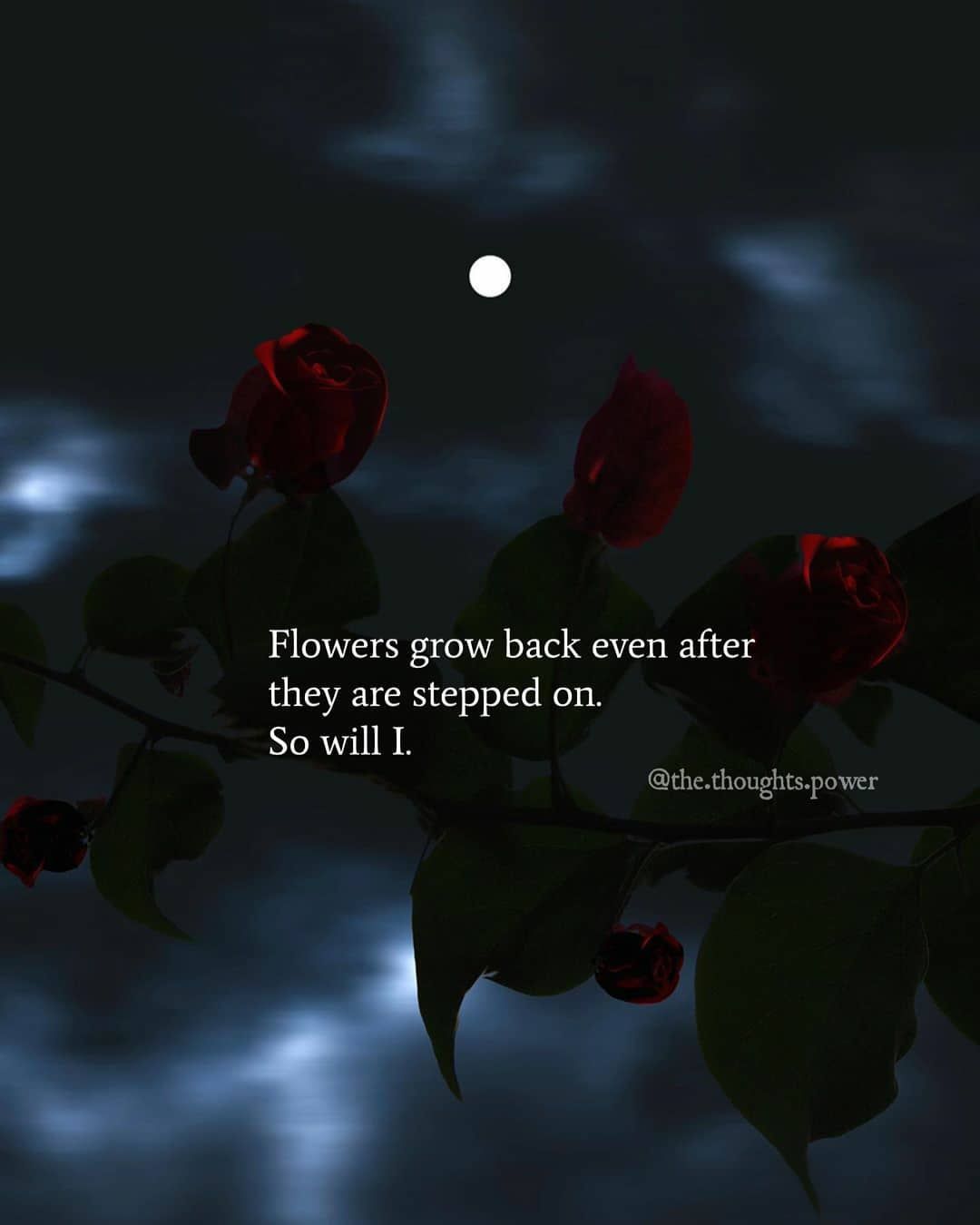 Flowers grow back