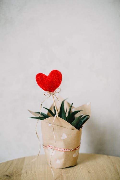 Red Heart With Aloe Vera Plant