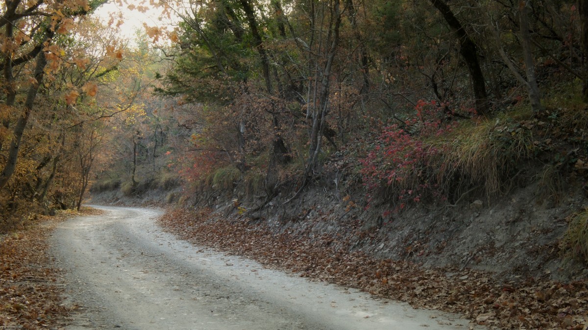 صورة عالية الدقة خالية من الطريق ، والغابات ، الخريف ، أوراق الشجر ، الأشجار ، شجرة ، الطبيعة ، ورقة ، الطبيعية