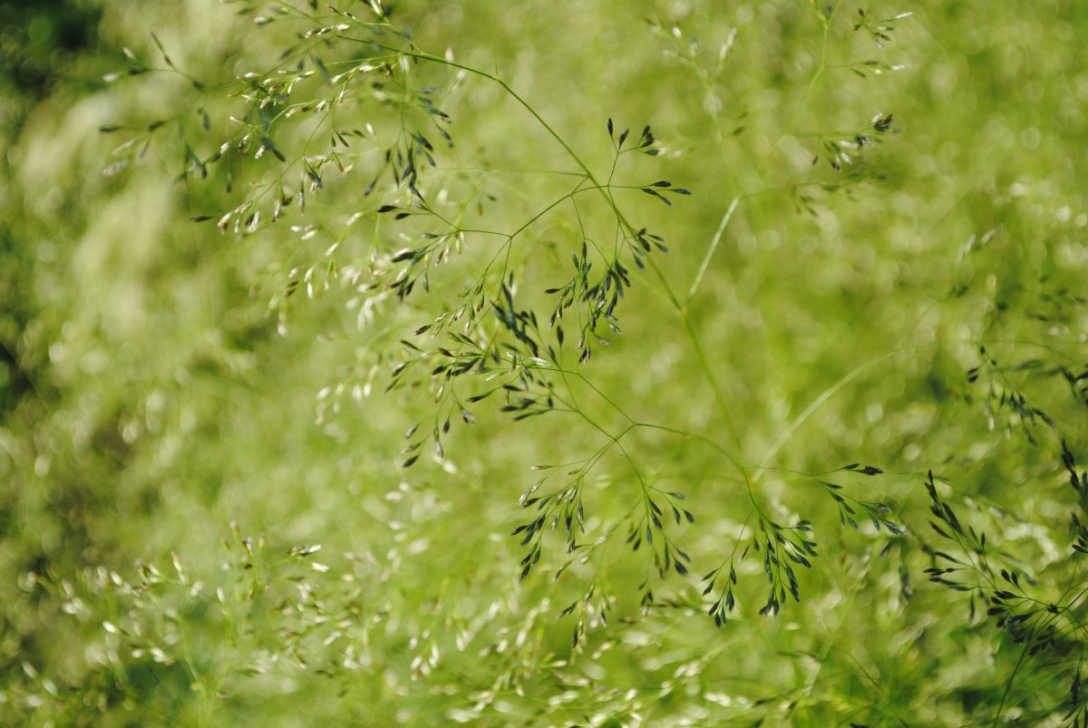 العشب الأخضر الصيف الطازجة نبات النباتات المائية النبات شجرة زهرة أشعة الشمس الشبت الأوعية الدموية النباتية الأرطماسيا النباتات المعمرة