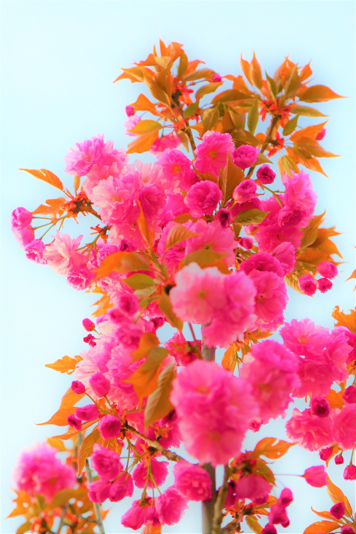 الكرز زهرة الطبيعة الربيع جميلة الوردي شجرة غصين نبات البتلة النباتات المزهرة زهرة اصطناعية فرع أرجواني قطع الزهور