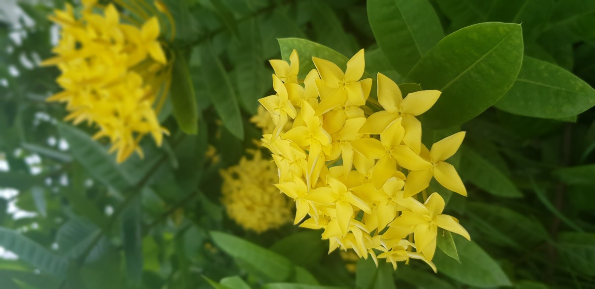 زهرة صفراء خضراء نبات مزهرة نبات عباد الشمس برية نبات عشبي goldenrod بتلات شجيرة