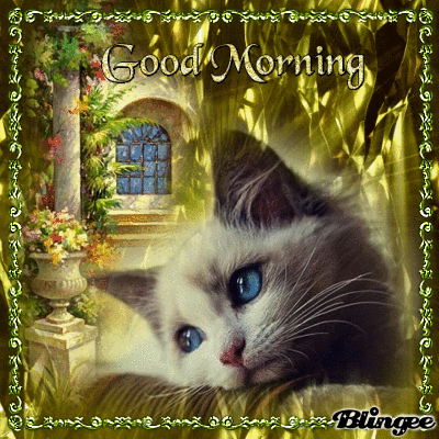 Sad Kitty Good Morning Gif