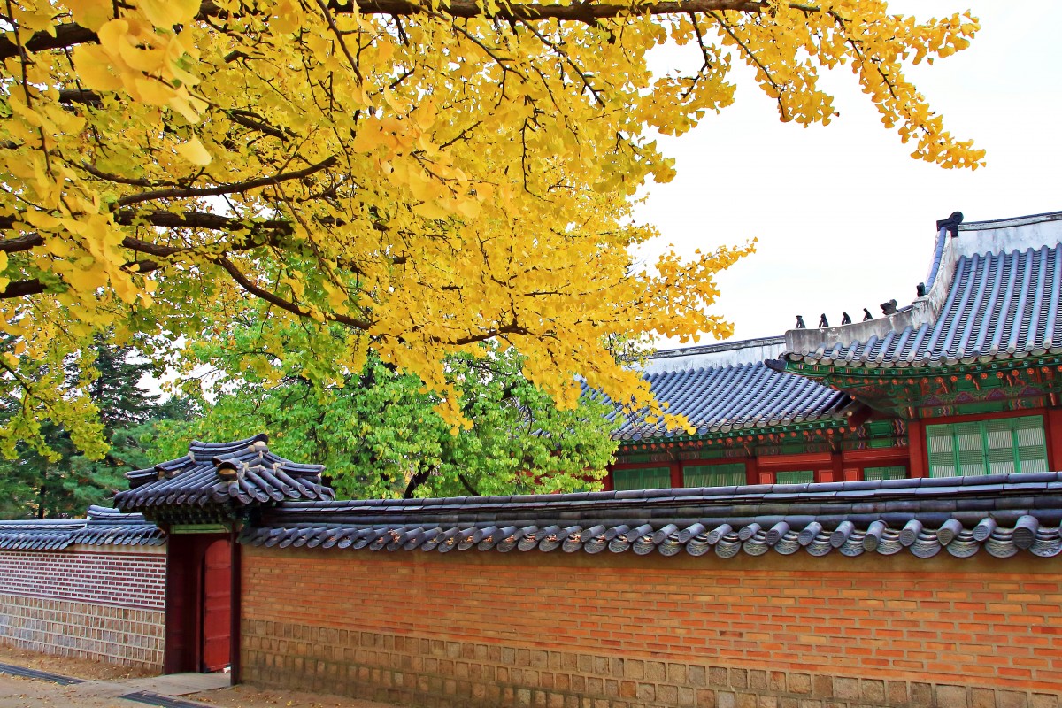صورة عالية الدقة خالية من الخريف ، كوريا ، الشجرة ، ورقة ، الأصفر ، الجدار ، النبات الخشبي ، الهندسة المعمارية
